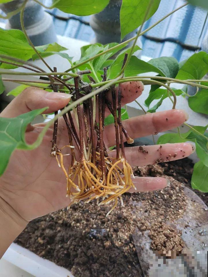 这10种花，年年收空盆，没点经验还真不敢养！