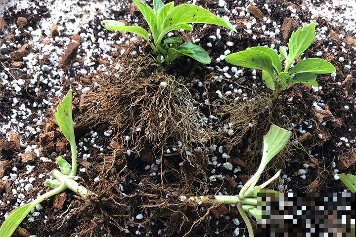 家里养这花，8月底必须剪，不然明年甭想赏花啦！