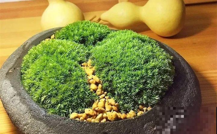 80种耐阴花，光线不好照样养的活，新手的救星！