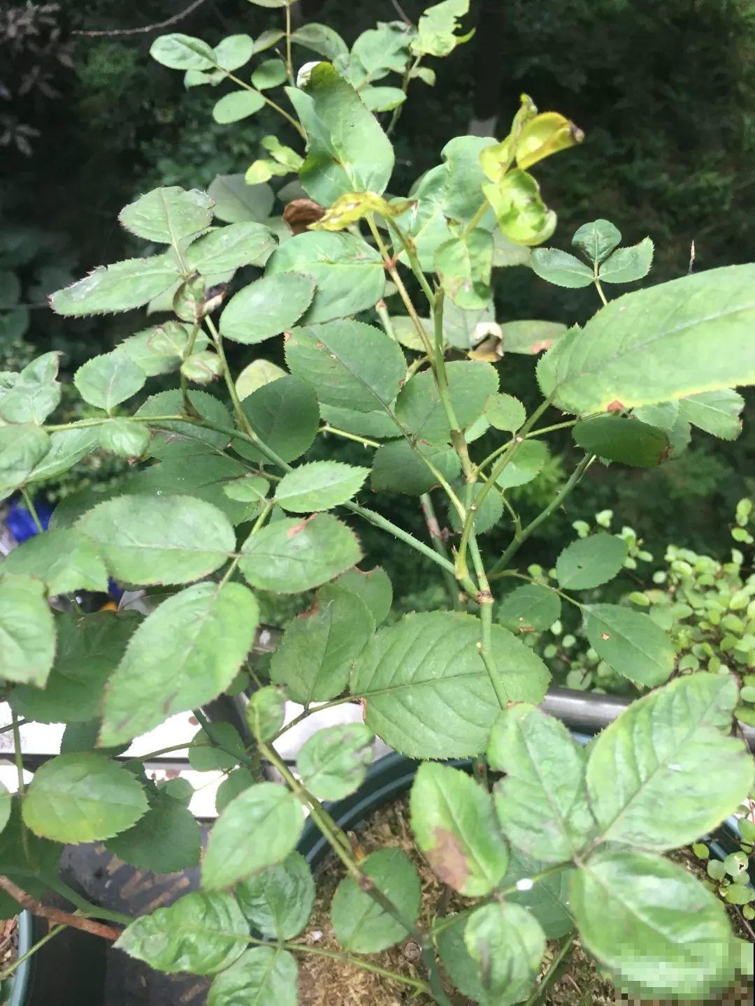 1把蚊香灰撒盆里，虫子全死光，花越长越壮！