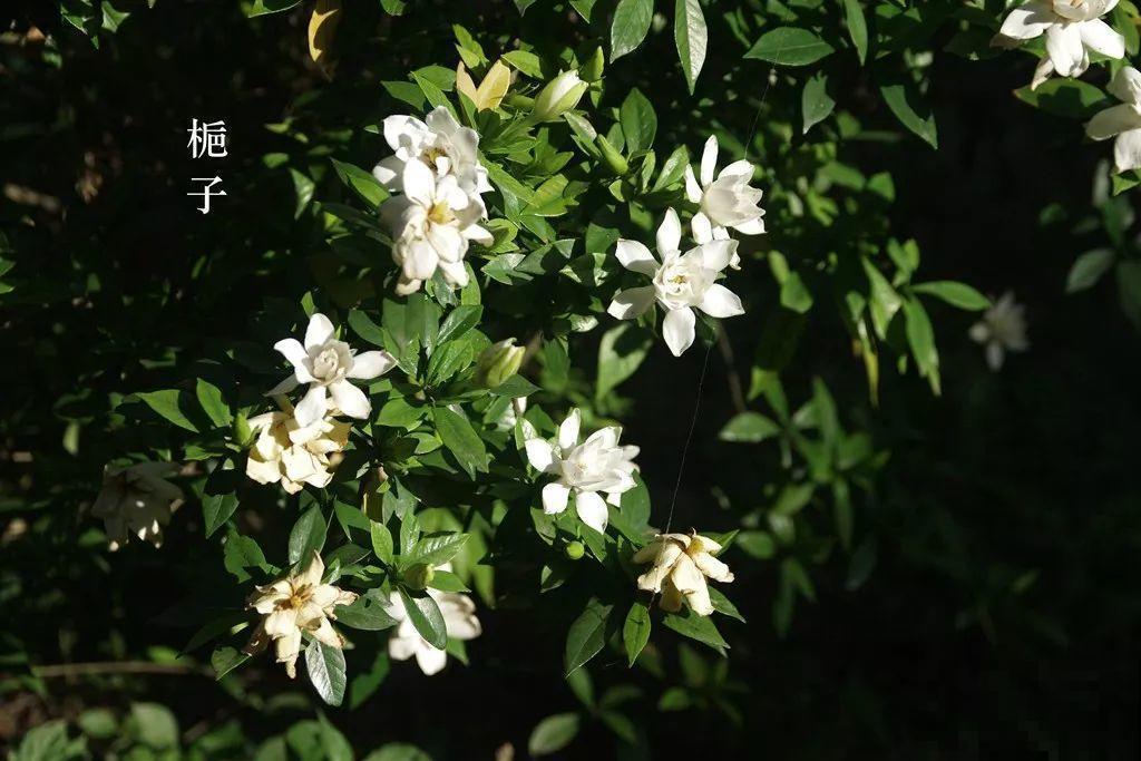 公认难养的花，他花10年时间养成盆景，价值翻倍！