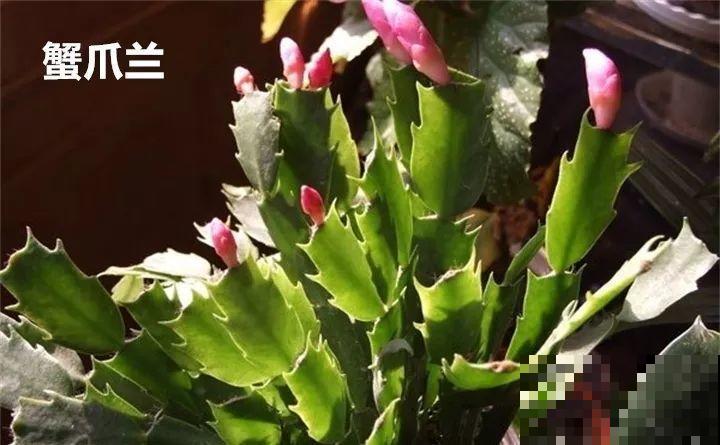 10种以假乱真的花，买花时睁大眼，免得被骗！