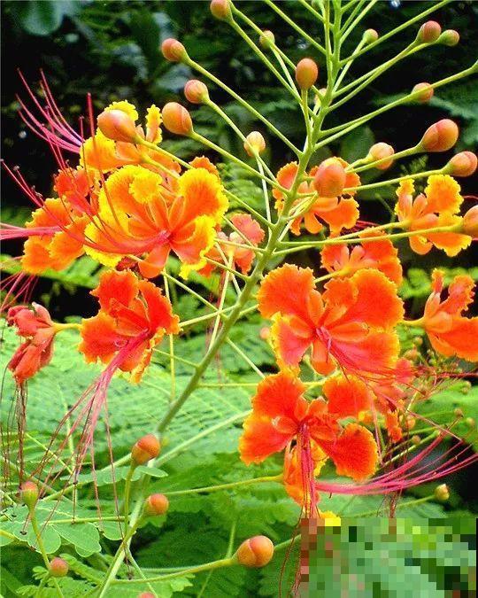 这花长得像大虾，看着就很有食欲，可在东北人这都是“苞米”！