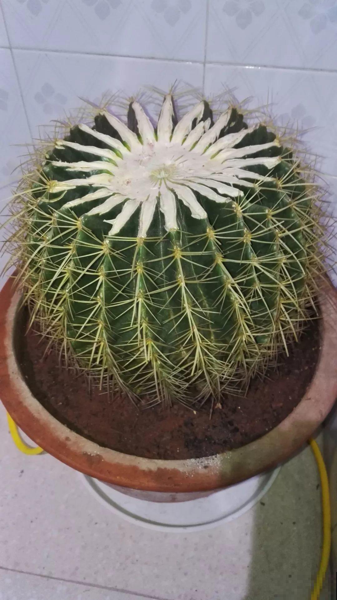 给花砍1刀，10天爆出20个芽，揪下一个，插土里就活！
