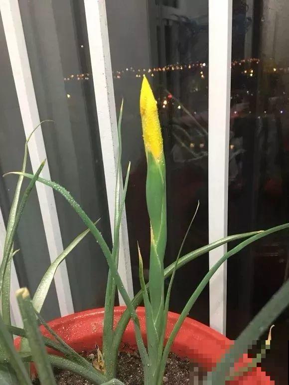 2块钱的便宜花，沾土能开大半年，冬天再冷也冻不死！