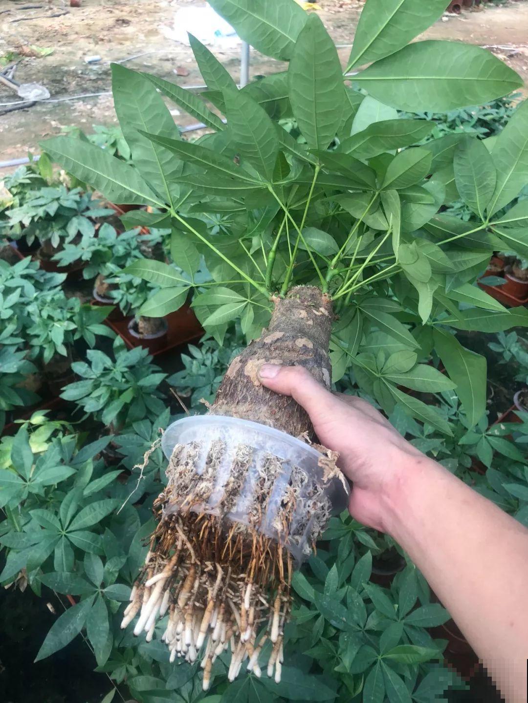 这12种花，夏天直接扔水里，蹭蹭长个开花拦不住！