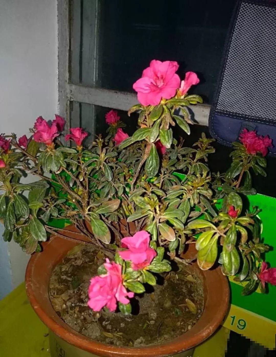 30种常见花的夏季浇水方法，告别烂根黄叶，养花无忧！