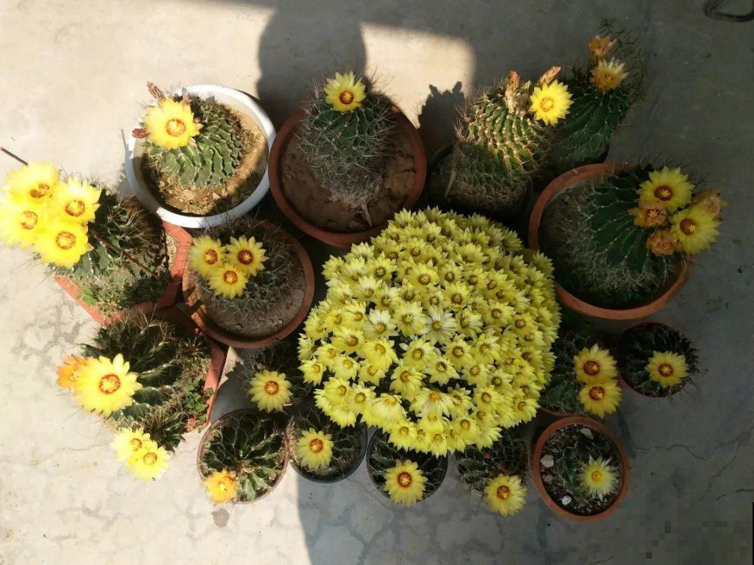 给花砍1刀，10天爆出20个芽，揪下一个，插土里就活！