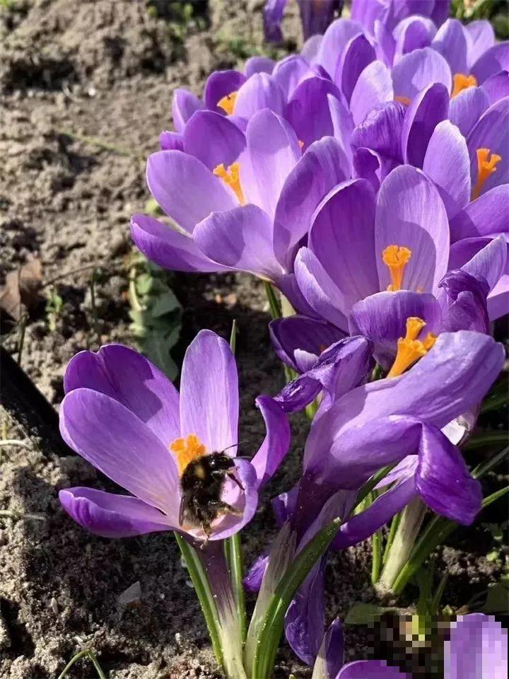 这花不挑地方，南北方都能养，沾土就活，浇点水就开爆！