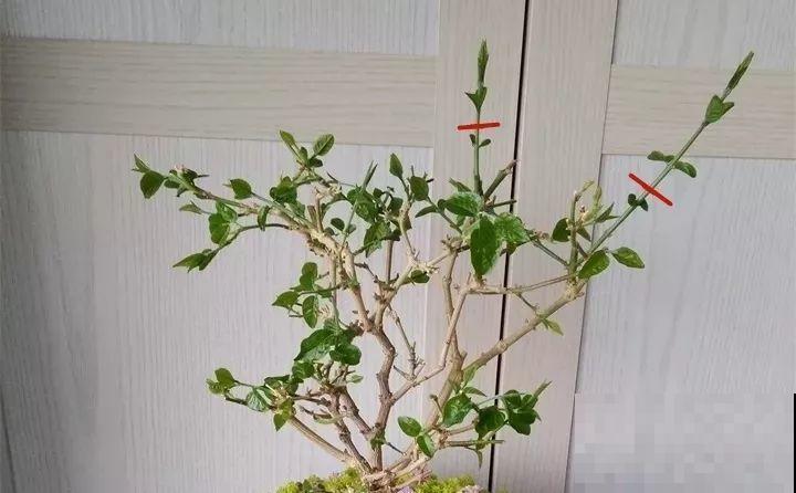 这花剪一茬开一茬，越晒花越多，整个夏天屋里都是香香的！