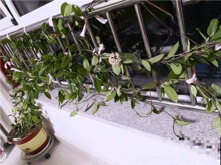 这花从春天到秋天，一茬接一茬，养在阳台美成一道风景线！