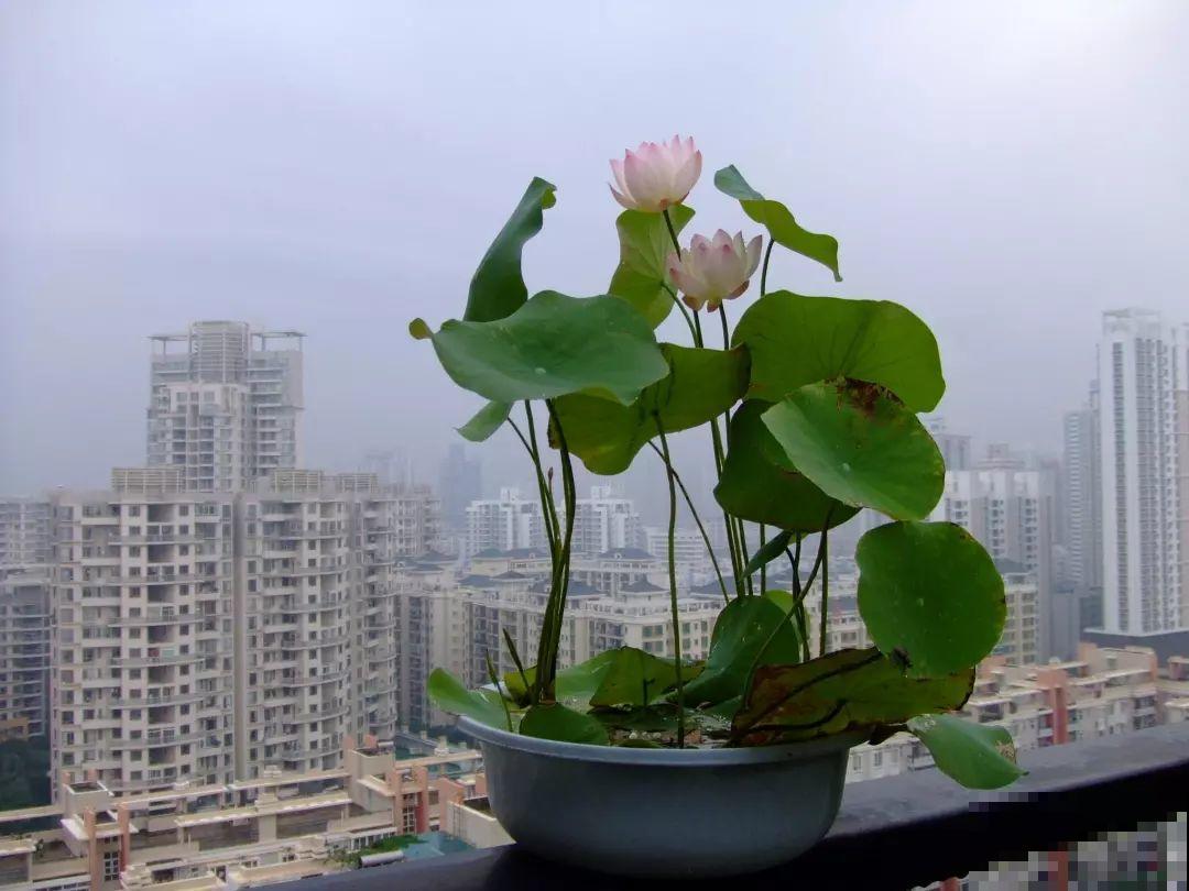 这花就得多喝水，1天1瓢水，轻轻松松养爆盆！