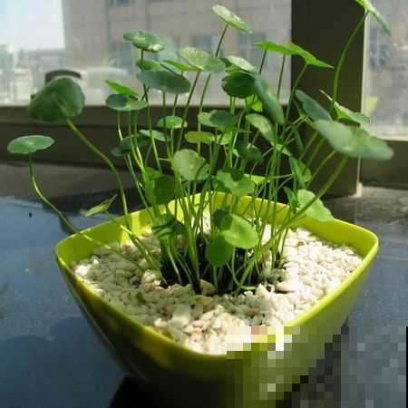 铜钱草越养越瘦？别水培了，扔土里秋天长成“大荷叶”！