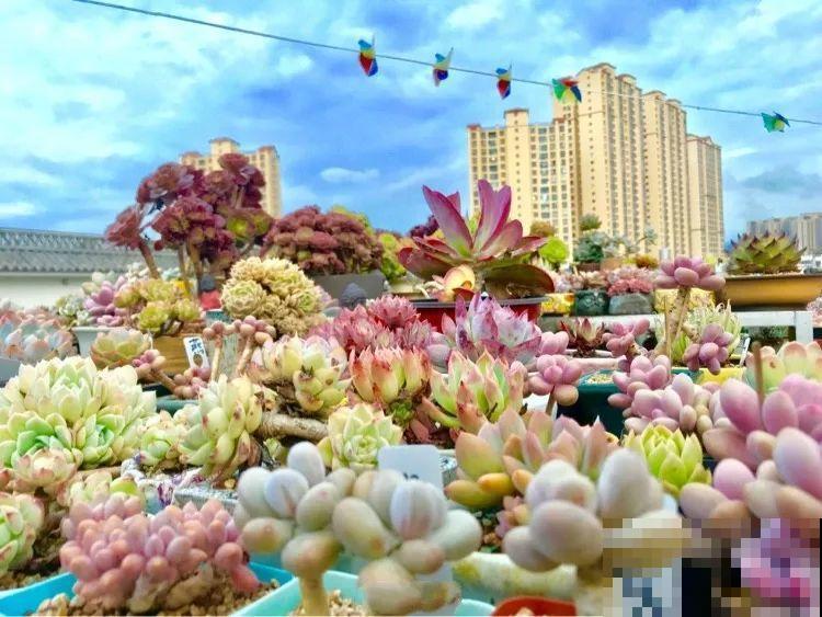 他在天台上养多肉，一个比一个胖，满眼羡慕，看得人都流口水！
