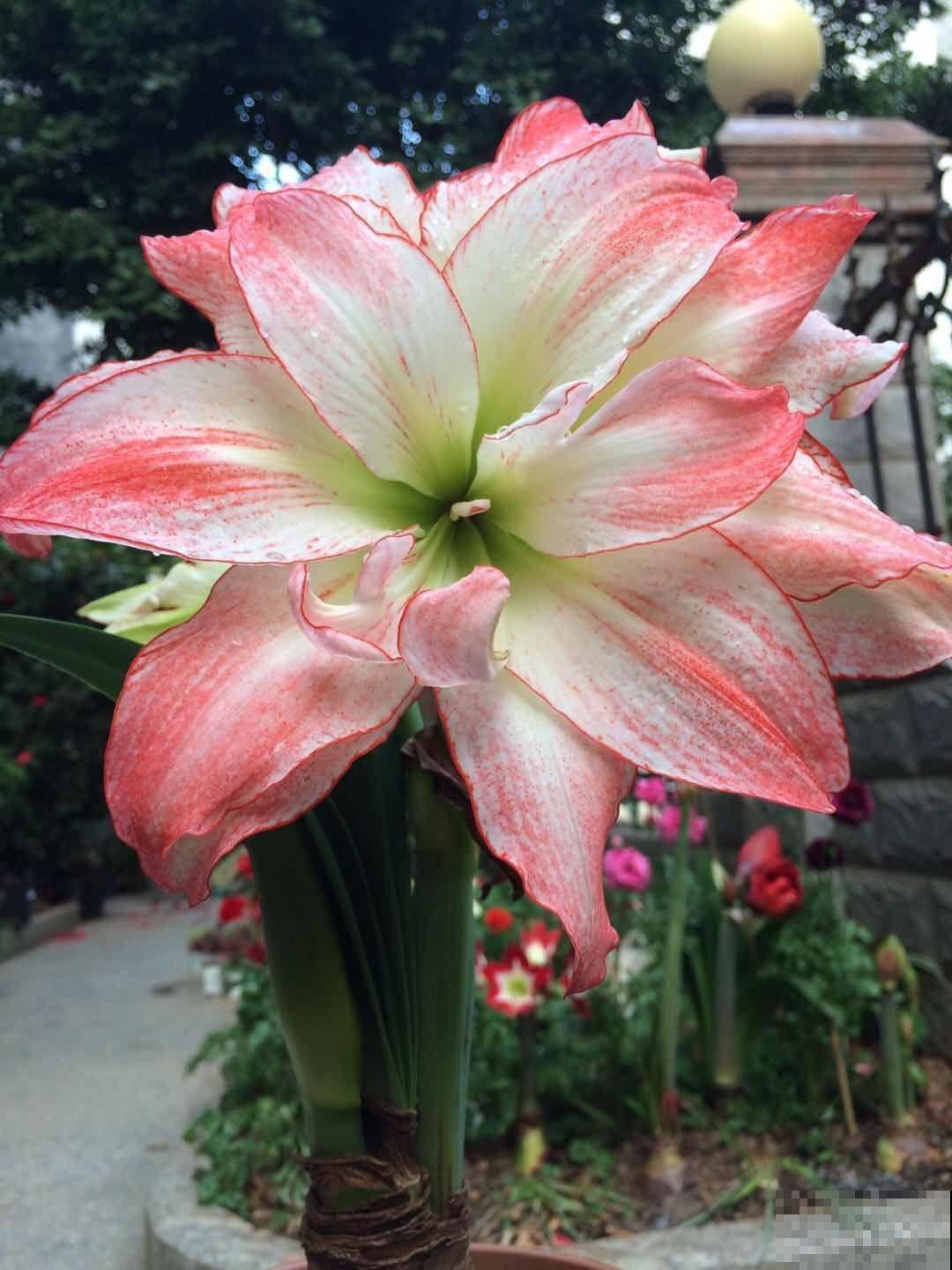 自带啤酒肚的9种花，省心又好养，你就放心出门吧！