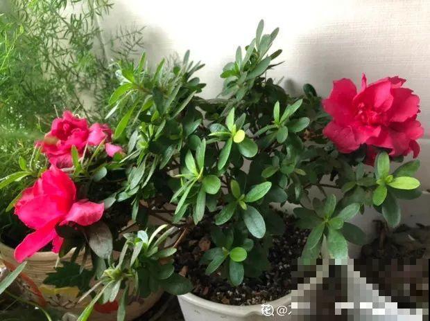 最难养2种的花，盆底垫上它，叶子油亮狂冒花苞！