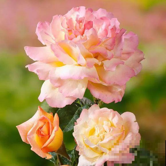 6种大型花，花苞直径20公分，摆家里太大气！