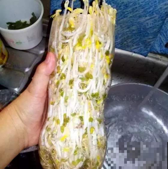 想吃豆芽？雪碧瓶就能做，方便省钱，不用一周就搞定！