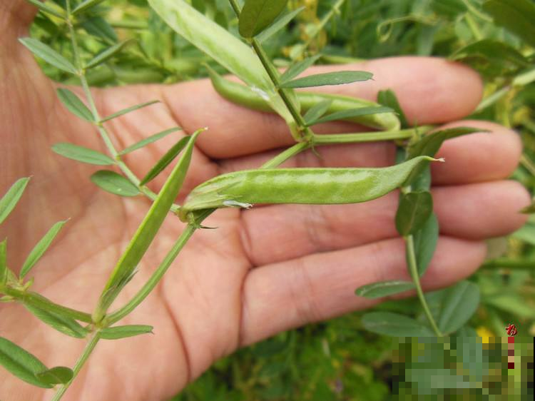 这种野生豌豆堪比山珍，掐点嫩芽唇齿留香，揪点种子自家就能种