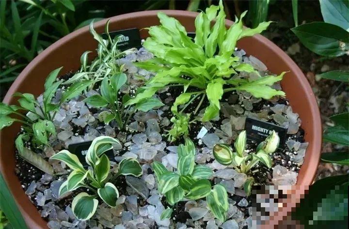 80种耐阴花，光线不好照样养的活，新手的救星！