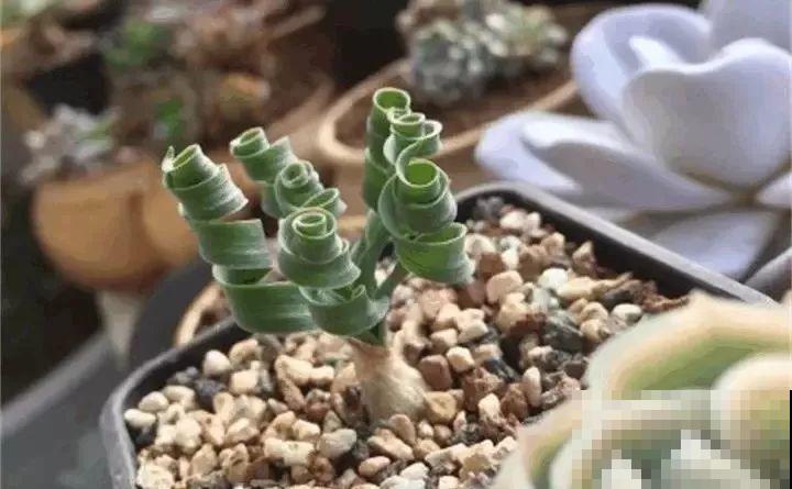 80种耐阴花，光线不好照样养的活，新手的救星！