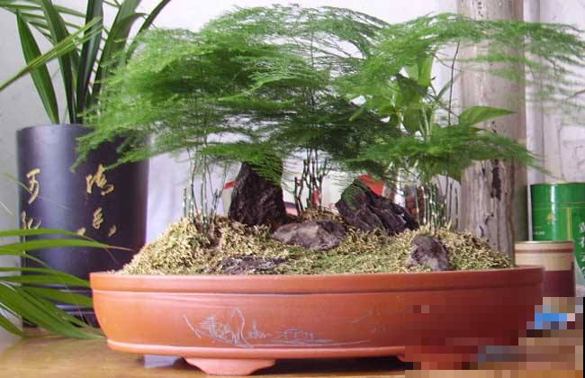 最适合书房养的几种植物，学习工作节节高，还能美化环境除废气！