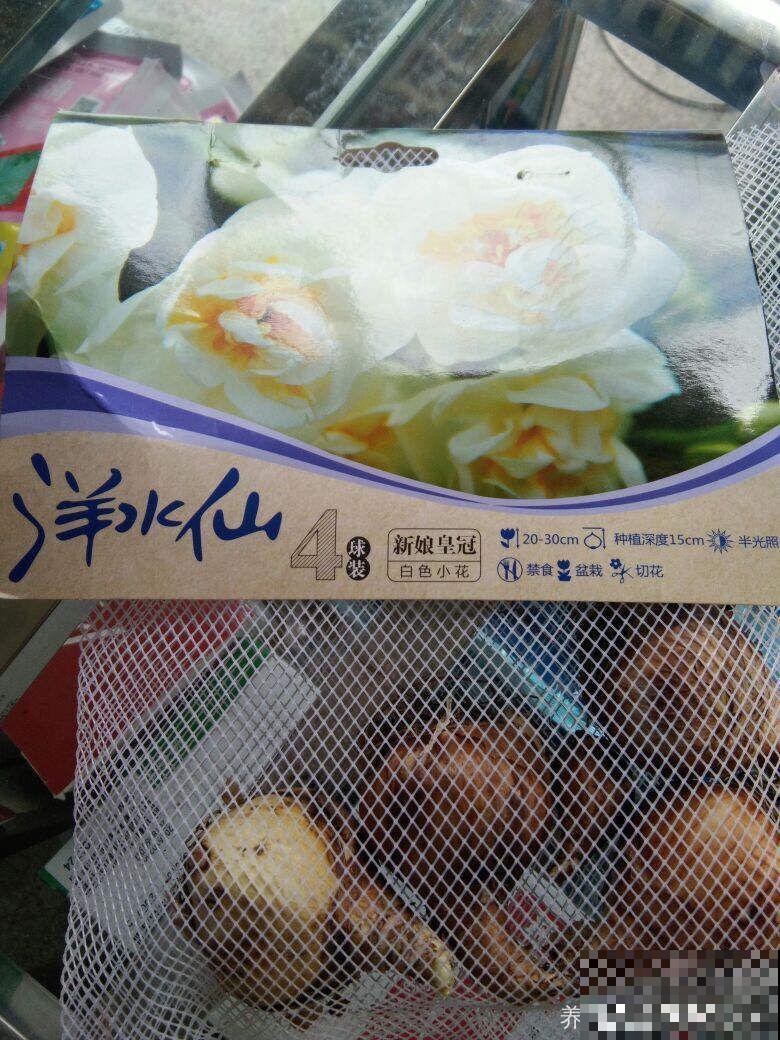 这种水仙颜色多开花大，年年复花，一颗能养好几年！