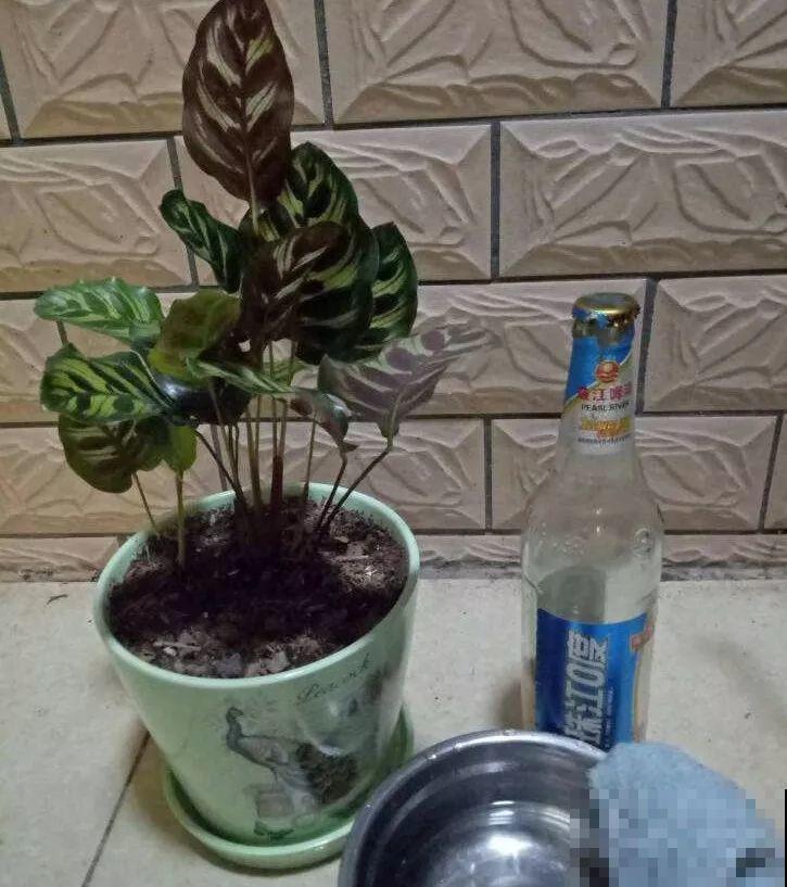 养花就怕乱浇水，这4种水浇得越多，死得越快！
