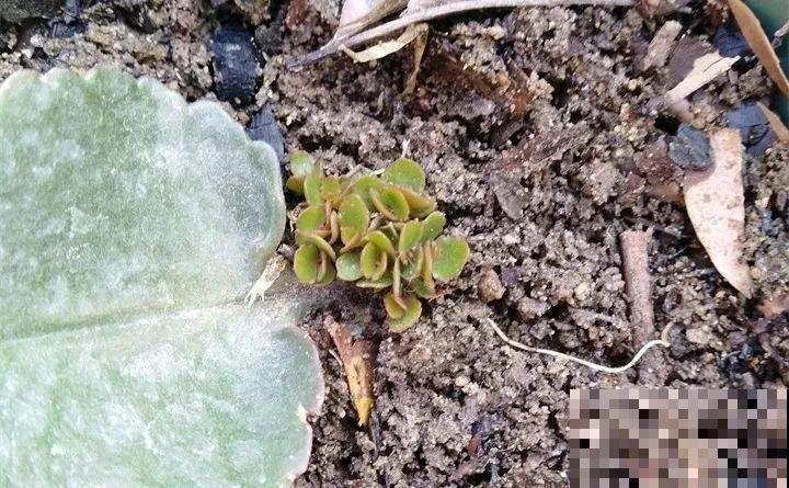 10种花扦插技巧，没事的时候插两盆，多到阳台都放不开！