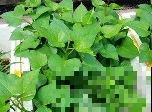 看到地摊边的烤红薯，又香又甜，在家种植不再馋！
