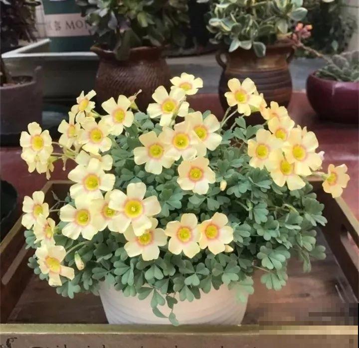 这花埋土里，不用剪就开爆，来年挖出来种球数翻10倍！