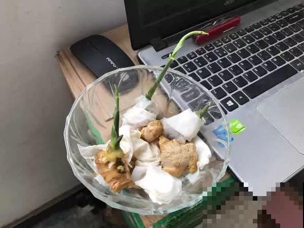 发芽的生姜丢盆里，一周就窜叶，半年生出一桶姜！