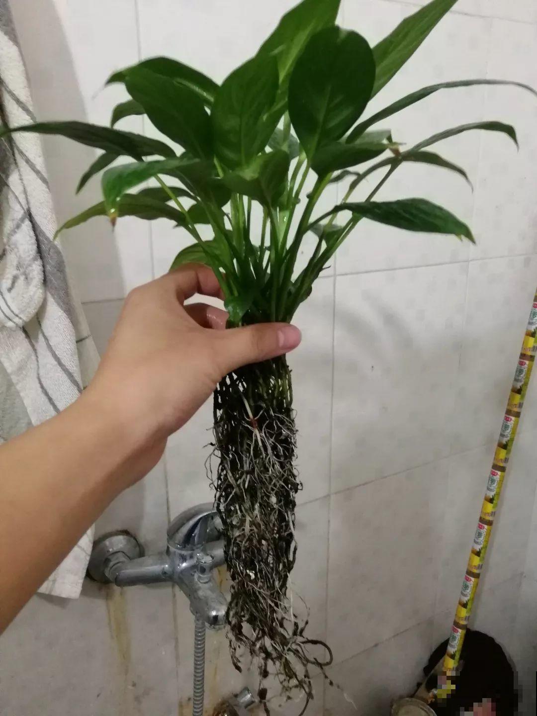 这12种花，夏天直接扔水里，蹭蹭长个开花拦不住！