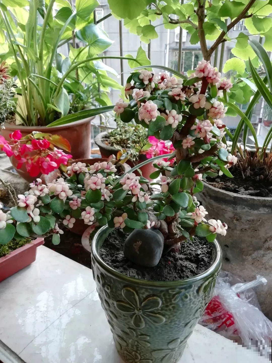 马齿苋长成树，喷点它，颜色鲜艳卖出了好价钱！