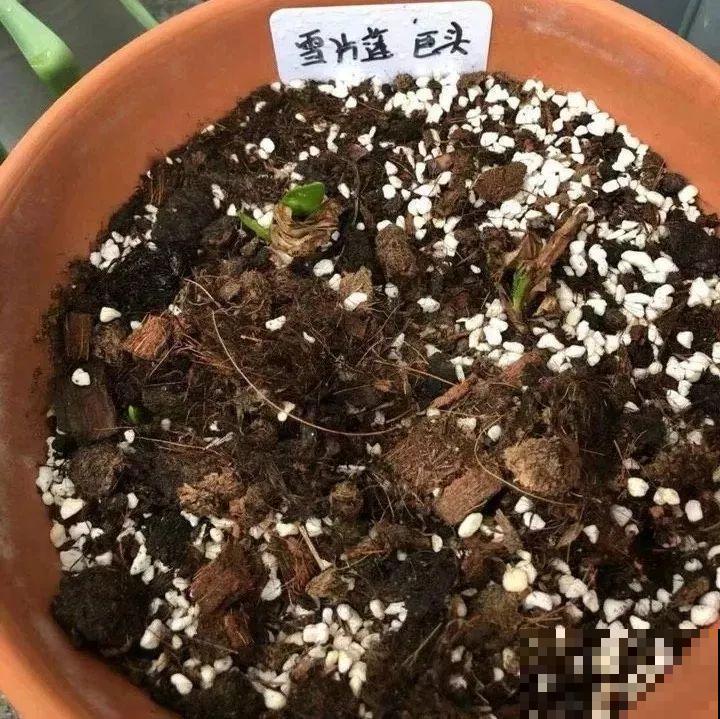 这花开在雪地里，零下20度冻不死，年年爆球一大堆！