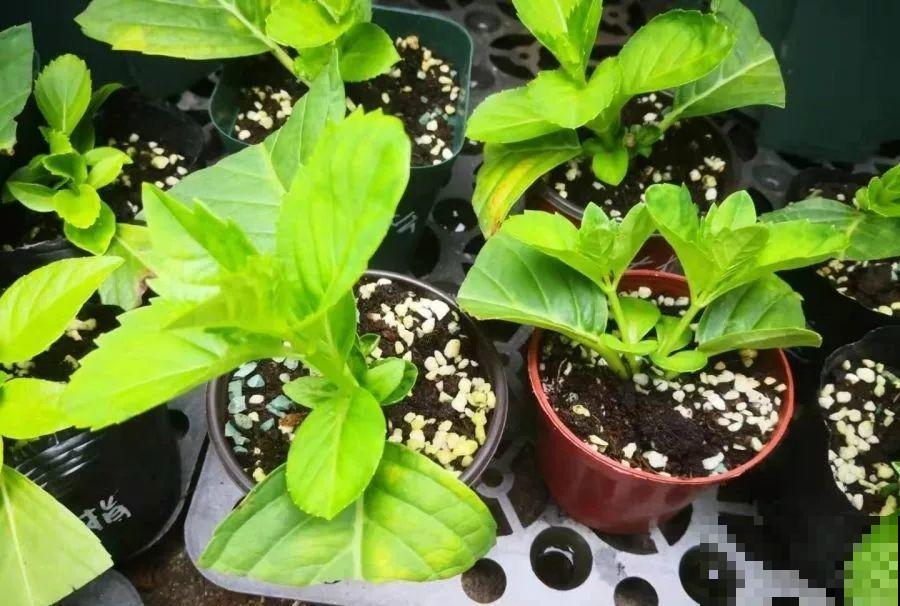 家里养这花，8月底必须剪，不然明年甭想赏花啦！