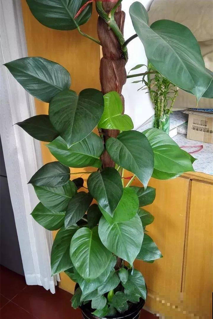 这8种花，拿棍子一绑凹个造型，身价嗖嗖往上翻！