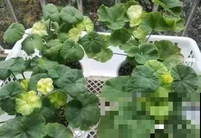 谁说这花夏必死？剪一刀添点土，立秋呼呼长新叶！