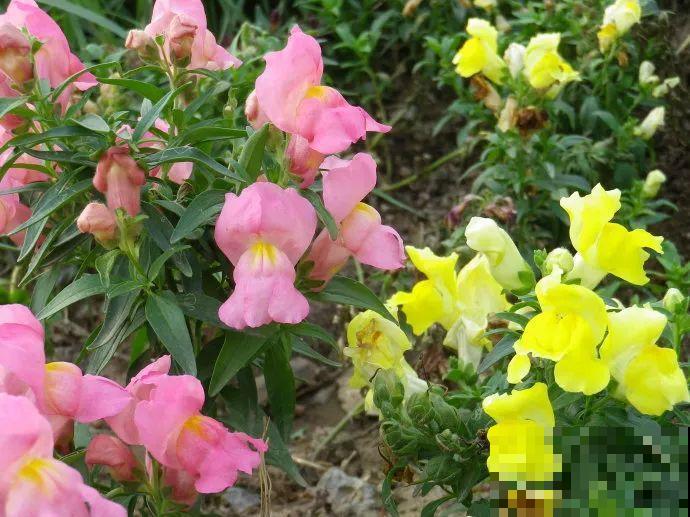 这花长得像大虾，看着就很有食欲，可在东北人这都是“苞米”！