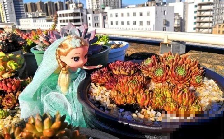 盆里放个它，多肉越养越好看，拍照颜值杠杠滴！