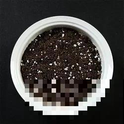这5种多肉最难养，夏天还没过完就挂，新手慎入！