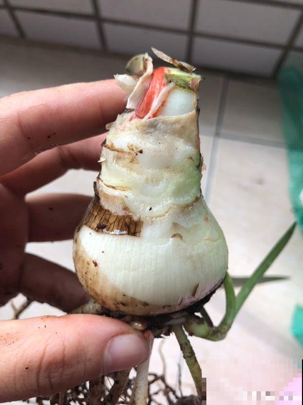 家里有这8种花，现在最容易死，别乱浇水！