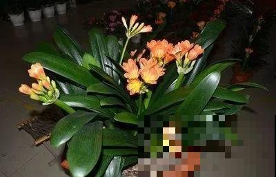 买花听到这4句话，掉头就走，不然坑的就是你！