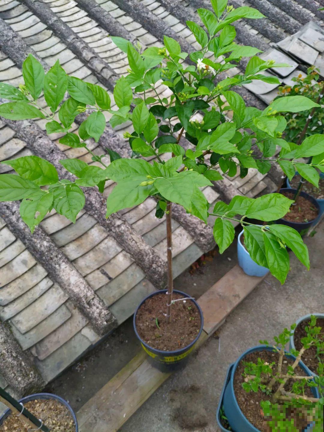 晒不死的花，现在剪1刀开花更猛，嗖嗖长成6层塔，戳屋顶了！