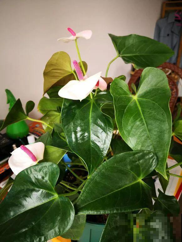 这花耐阴又吉祥，一片叶子巴掌大，比绿萝耐看多了！