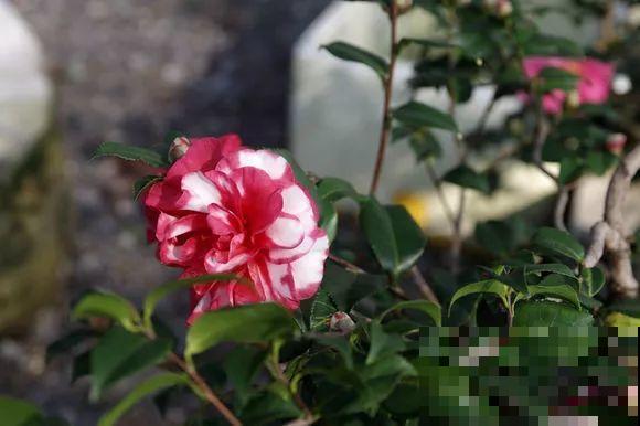 公认难养的花，他花10年时间养成盆景，价值翻倍！