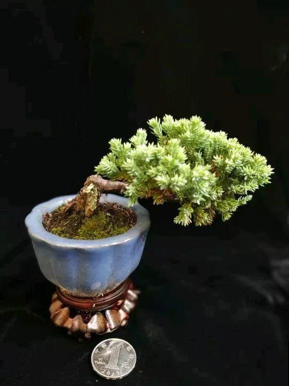 这花巴掌大，盆越小越挤，长得越旺盛！