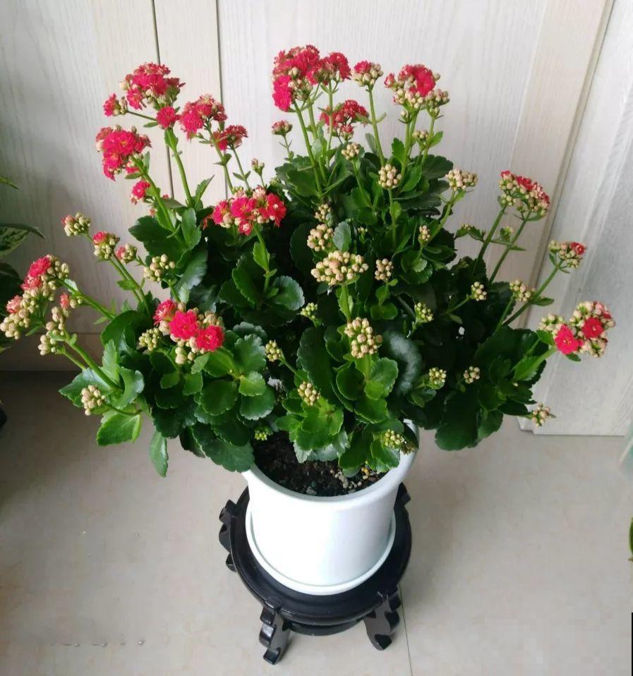 入秋就养这种花，剪一刀满头冒花苞，一开大半年！