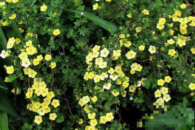 这花长得像大虾，看着就很有食欲，可在东北人这都是“苞米”！