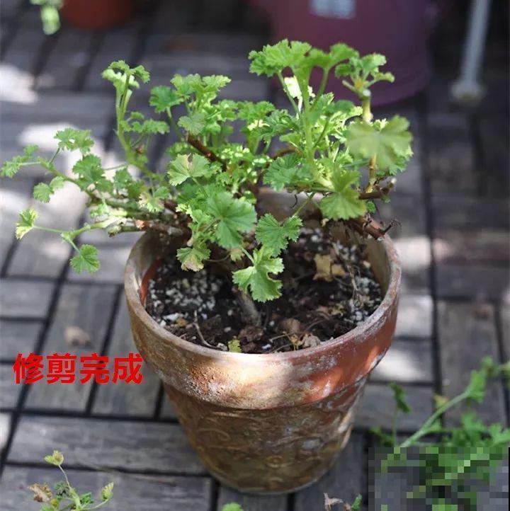 8月养花，头等大事就是修剪，剪的及时，明年坐等爆花！